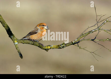 Parrot gegenwechsel (Loxia pytyopsittacus), Weibliche hocken auf einem Zweig, Niederlande Stockfoto