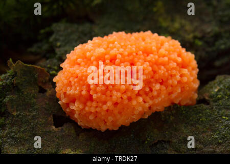 Rote Himbeere Schleim (Tubifera Ferruginosa), die auf Totholz, Niederlande Stockfoto