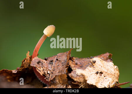 Saffrondrop Motorhaube (Mycena crocata), die auf Totholz, Niederlande Stockfoto