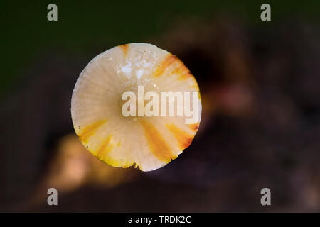 Saffrondrop Motorhaube (Mycena crocata), die auf Totholz, Niederlande Stockfoto