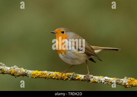 Europäische Robin (Erithacus Rubecula), hocken auf einem lichened Branch, Niederlande Stockfoto