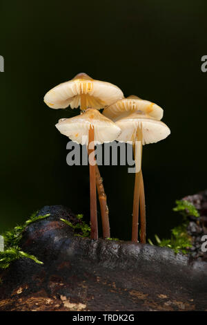 Saffrondrop Motorhaube (Mycena crocata), die auf Totholz, Niederlande Stockfoto