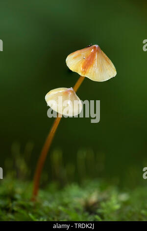 Saffrondrop Motorhaube (Mycena crocata), die auf Totholz, Niederlande Stockfoto