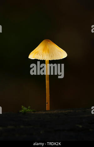 Saffrondrop Motorhaube (Mycena crocata), die auf Totholz, Niederlande Stockfoto