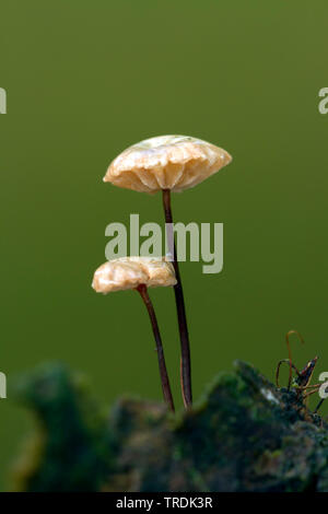 Collared Fallschirm (Marasmius rotula), auf Holz, Niederlande Stockfoto