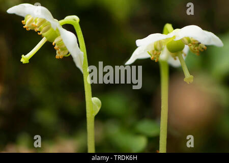 One-blühenden pyrola, Woodnymph, einer blühenden Wintergreen, einzelne Freude, Wachs - Blume (Moneses Uniflora), blühende, Österreich, Tirol Stockfoto