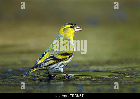 Spruce siskin (Carduelis spinus), männlich Sitzstangen auf einer Eisfläche und Trinken, Niederlande Stockfoto