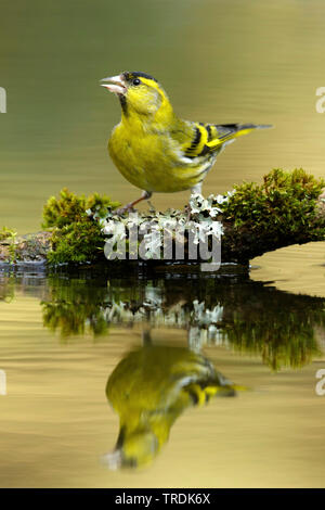 Spruce siskin (Carduelis spinus), Trinken männliche Sitzstangen auf einem Zweig in seichtem Wasser, Niederlande Stockfoto