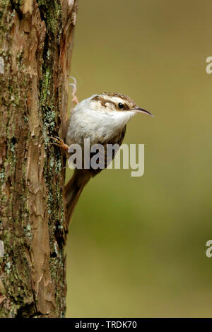 Short-toed treecreeper (Certhia brachydactyla), an einem Baum, Niederlande, Utrechtse Heuvelrug Stockfoto