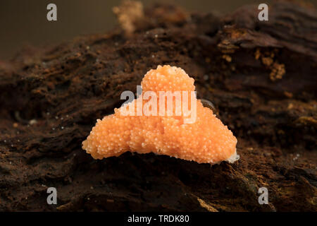 Rote Himbeere Schleim (Tubifera Ferruginosa), die auf Totholz, Niederlande Stockfoto