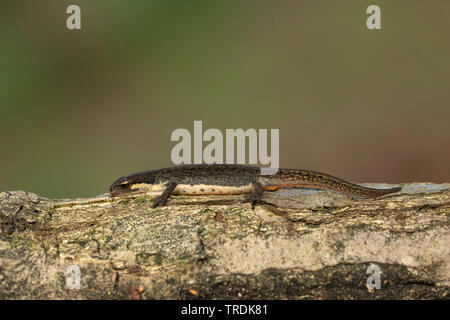 Palmate newt (Triturus helveticus, Lissotriton helveticus), sitzt auf einem Ast, Niederlande Stockfoto