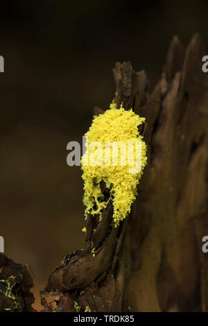 Rührei Schleim, Blumen von Tan (Fuligo septica), die auf Totholz, Niederlande Stockfoto