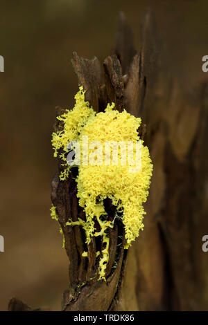 Rührei Schleim, Blumen von Tan (Fuligo septica), die auf Totholz, Niederlande Stockfoto