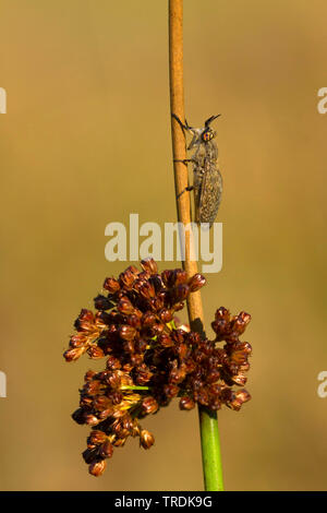 Gemeinsame Pferd Fliegen, Fliegen, Kerbe - gehörnte Cleg Fliegen, cleg-fly, cleg (Haematopota pluvialis), zu einem Rush sitzen, Niederlande Stockfoto