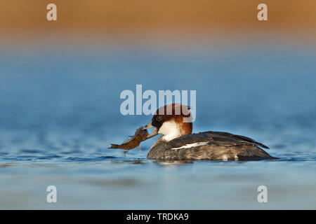 (Mergellus albellus smew, Mergus albellus), Weibliche mit gefangen, Niederlande, Südholland Stockfoto