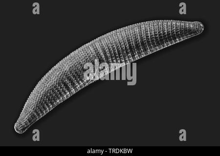 Diatomeen (Diatomeae), fossile Diatomeenschalen im Dunkelfeld, x180 Stockfoto