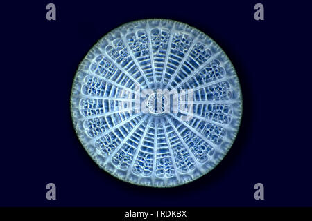 Diatomeen (Diatomeae), fossile Diatomeenschalen im Dunkelfeld, x200 Stockfoto