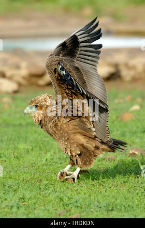 Tawny Eagle (Aquila rapax), jungen Vogel umklammerte in einem Loch im Boden, Seitenansicht, Südafrika, Lowveld, Krüger National Park Stockfoto