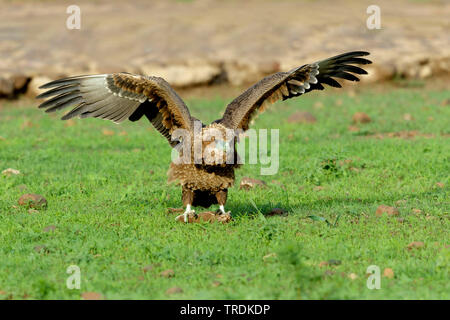 Tawny Eagle (Aquila rapax), jungen Vogel umklammerte in einem Loch im Boden, Vorderansicht, Südafrika, Lowveld, Krüger National Park Stockfoto
