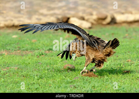 Tawny Eagle (Aquila rapax), jungen Vogel umklammerte in einem Loch im Boden, Seitenansicht, Südafrika, Lowveld, Krüger National Park Stockfoto