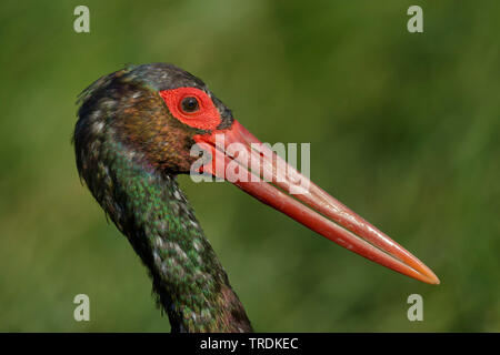 Schwarzstorch (Ciconia nigra), Portrait, Südafrika, Mopani Stockfoto