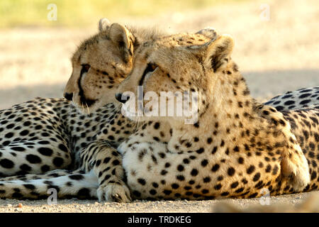 Gepard (Acinonyx jubatus), Mutter mit Jungtier, Südafrika Stockfoto