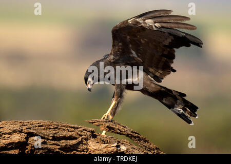 African harrier Hawk (Polyboroides typus), zu der die Landung auf einem Zweig, Südafrika, Lowveld, Krüger National Park Stockfoto