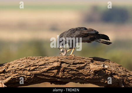 African harrier Hawk (Polyboroides typus), sitzt auf einem Ast, Fütterung auf eine Echse, Südafrika, Lowveld, Krüger National Park Stockfoto