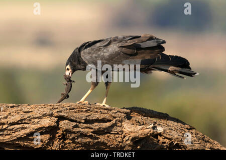 African harrier Hawk (Polyboroides typus), sitzt auf einem Ast, Fütterung auf eine Echse, Südafrika, Lowveld, Krüger National Park Stockfoto