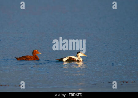 Gemeinsame Eiderente (Somateria mollissima ssp. Borealis, Somateria borealis), Paar auf dem Wasser, Island Stockfoto
