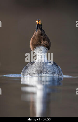 Schellente, Bucephala clangula Entlein (goldeneye), Schwimmen weiblich, Deutschland Stockfoto