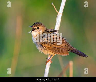 Sibirische Common Grasshopper Warbler (Locustella naevia straminea, Locustella straminea), Gesang männlich, Russland Stockfoto