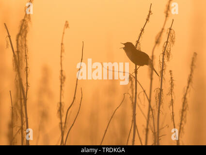 Sibirische Common Grasshopper Warbler (Locustella naevia straminea, Locustella straminea), Gesang männlich, Russland Stockfoto