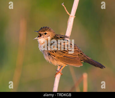 Sibirische Common Grasshopper Warbler (Locustella naevia straminea, Locustella straminea), Gesang männlich, Russland Stockfoto