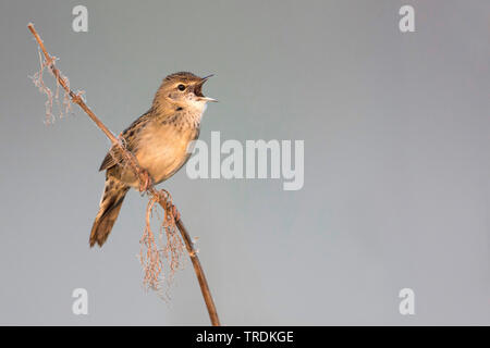 Sibirische Common Grasshopper Warbler (Locustella naevia straminea, Locustella straminea), Gesang männlich, Russland Stockfoto