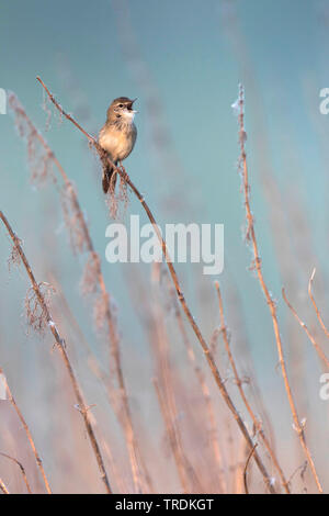 Sibirische Common Grasshopper Warbler (Locustella naevia straminea, Locustella straminea), Gesang männlich, Russland Stockfoto