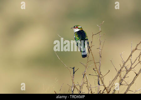 Didric Kuckuck (Chrysococcyx caprius), sitzen auf den Zweig, Südafrika, Lowveld, Krüger National Park Stockfoto