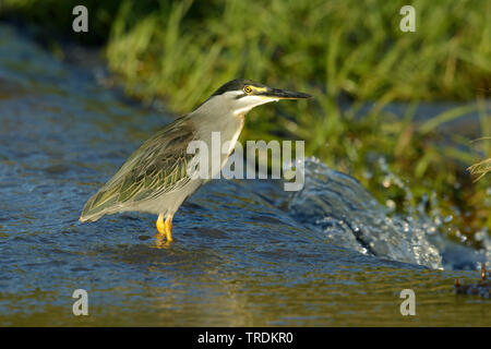 Gestreift Heron, Mangrove Reiher, Fischreiher, Green-backed Heron (Butorides striata atricapilla, Butorides striatus atricapilla), im flachen Wasser, Südafrika, Mpumalanga, Kruger National Park Stockfoto