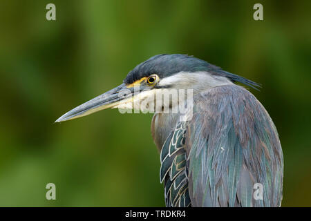 Gestreift Heron, Mangrove Reiher, Fischreiher, Green-backed Heron (Butorides striata atricapilla, Butorides striatus atricapilla), Porträt, Südafrika, Mpumalanga, Kruger National Park Stockfoto