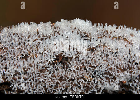 Coral Schleimpilze Ceratiomyxa fruticulosa (), die auf Totholz, Niederlande, Holland Nord Stockfoto