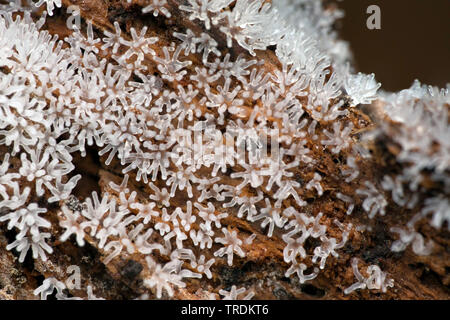 Coral Schleimpilze Ceratiomyxa fruticulosa (), die auf Totholz, Niederlande, Holland Nord Stockfoto