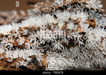 Coral Schleimpilze Ceratiomyxa fruticulosa (), die auf Totholz, Niederlande, Holland Nord Stockfoto
