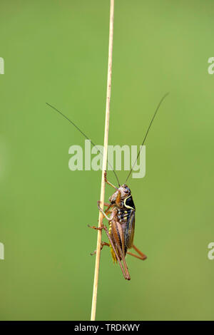 Roesel's (Metrioptera roeselii bushcricket), an ein sprößling sitzen, Niederlande Stockfoto