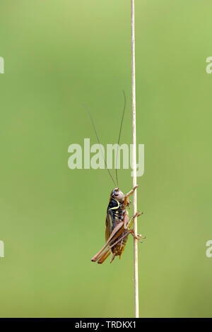 Roesel's (Metrioptera roeselii bushcricket), an ein sprößling sitzen, Niederlande Stockfoto