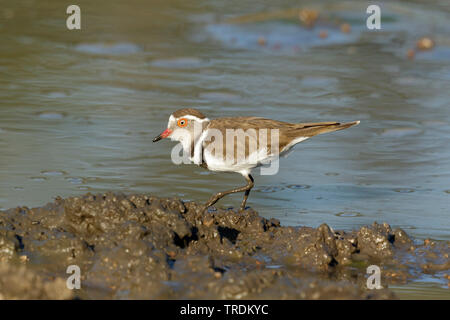 Drei-banded Plover (Charadrius tricollaris), Wandern im Mudd, Südafrika, Mpumalanga, Kruger National Park Stockfoto