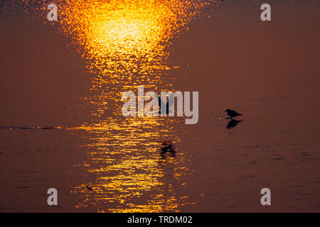 Lachmöwe (Larus ridibundus, Chroicocephalus ridibundus), bei Sonnenuntergang, Niederlande, Texel Stockfoto