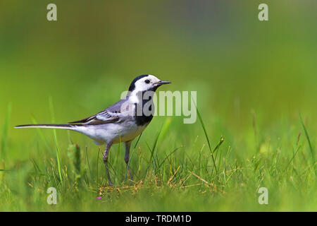 Bachstelze, Bachstelze (Motacilla alba), der Nahrungssuche auf einer Wiese, Seitenansicht, Deutschland, Bayern Stockfoto