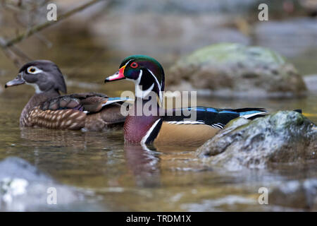 Holz Ente (Aix sponsa), Swimming duck Paar, Seitenansicht, Deutschland, Bayern Stockfoto