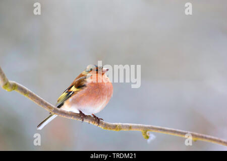 Buchfink (Fringilla coelebs), männlich hocken auf einem Zweig, Seitenansicht, Deutschland, Bayern Stockfoto