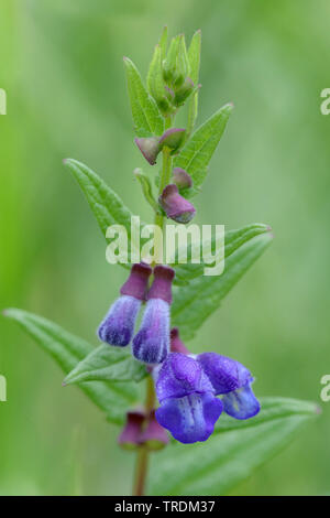 Gemeinsame scullcap, Marsh Schädel-cap, skullcap, mit Kapuze skullcap (Scutellaria galericulata), blühende, Deutschland, Bayern Stockfoto